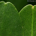 Lumnitzera racemosa (White-flowered Black Mangrove) ヒルギモドキ leaves uppder side (left) and lower side (right) in Aeroglen Cairns<br />Canon KDX (400D) + EFS60 F2.8 + SPEEDLITE 380EX